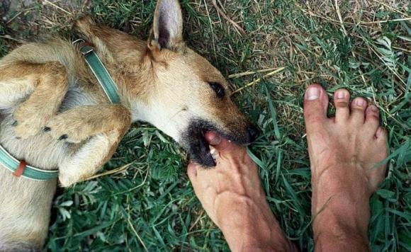làm gì khi chó tấn công, cách thoát hiểm khi chó tấn công