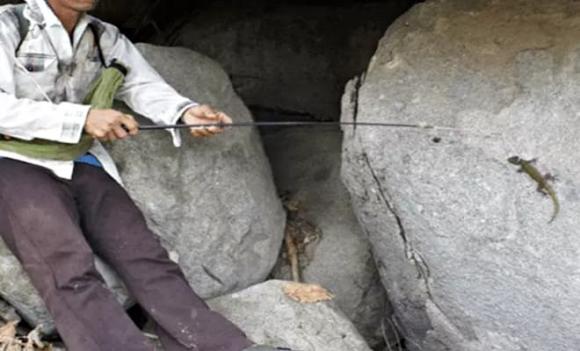 Thằn lằn núi Bà Đen, Tây Ninh 
