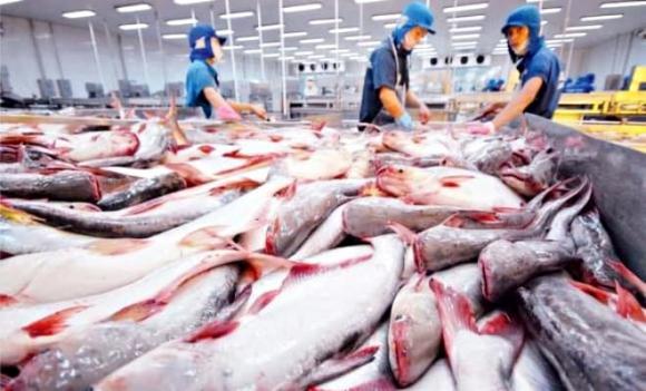 cá tra, mỏ vàng, xuất khẩu