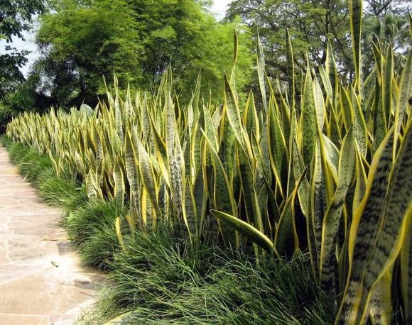 lưỡi hổ, vị trí cây lưỡi hổ, kiến thức