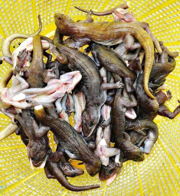 Thằn lằn núi Bà Đen, Tây Ninh 