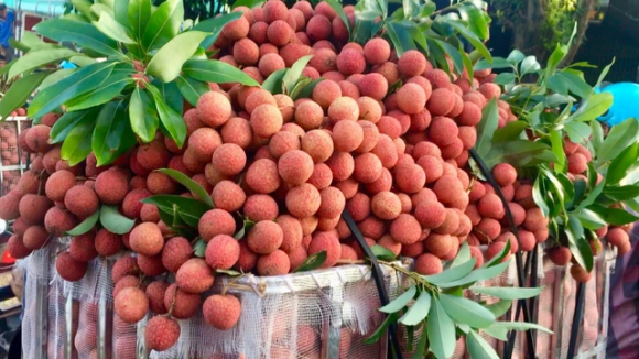 Dương Quý Phi, quả vải, kiến thức