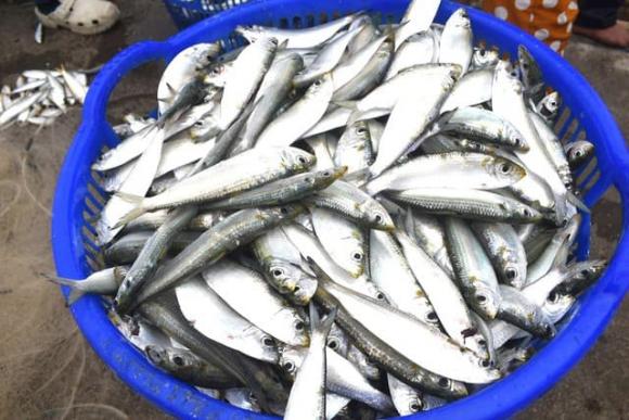 Cá trích, công dụng của cá trích