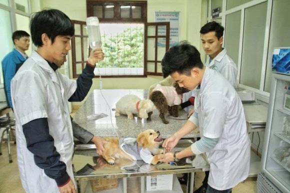 Học viện Nông nghiệp Việt Nam, ngành Chăn nuôi Thú y
