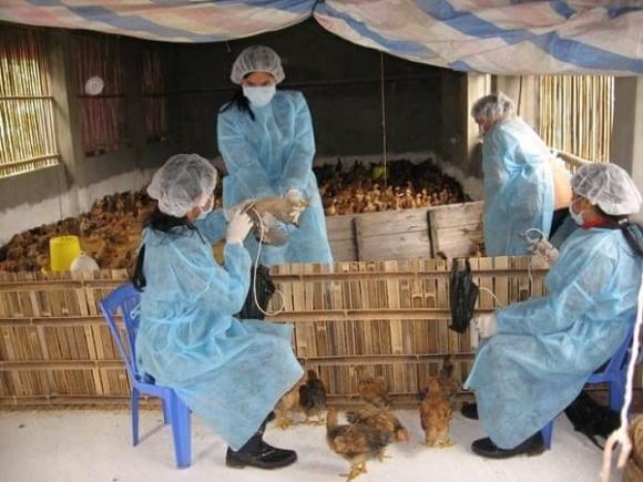 Học viện Nông nghiệp Việt Nam, ngành Chăn nuôi Thú y