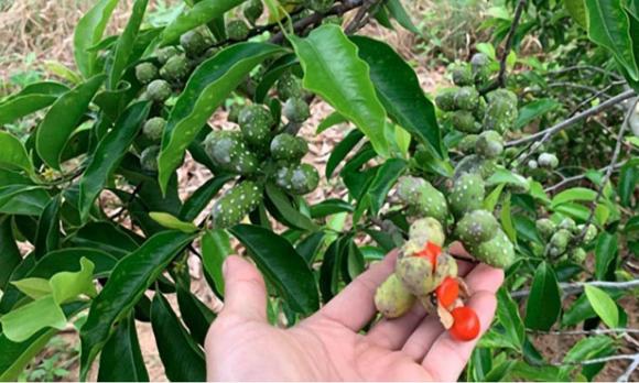 cây gia vị, hạt dỗi