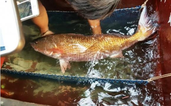 Cá sủ vàng, công dụng của cá sủ vàng