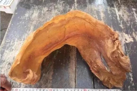 Cá sủ vàng, công dụng của cá sủ vàng