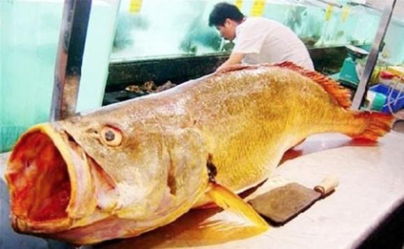 Cá sủ vàng, công dụng của cá sủ vàng
