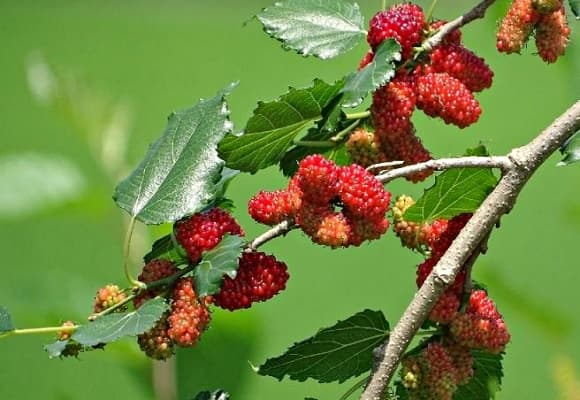 trái cây mùa hè,  trái cây dễ nhiễm ký sinh trùng nhất 