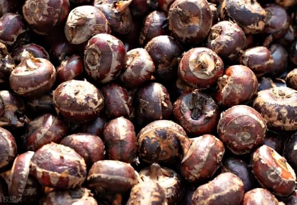 trái cây mùa hè,  trái cây dễ nhiễm ký sinh trùng nhất 
