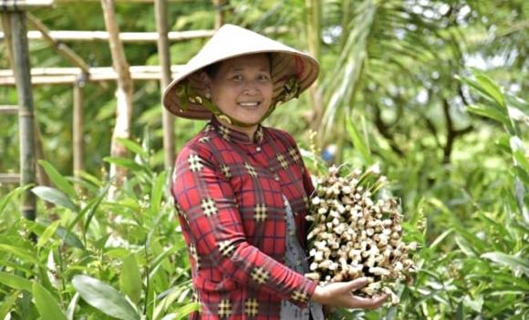 cây riềng, An Giang, ngó riềng, sản phẩm OCOP 3 sao
