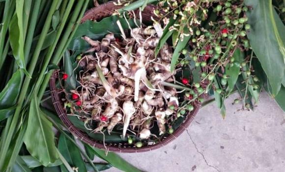 cây riềng, An Giang, ngó riềng, sản phẩm OCOP 3 sao