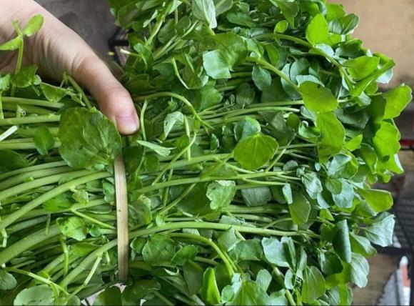 rau cải xoong, rau tốt nhất thế giới, sức khỏe