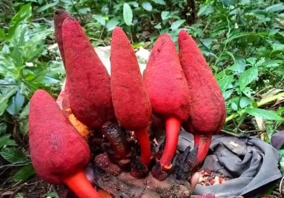 ngọc cẩu, đặc sản, thần dược