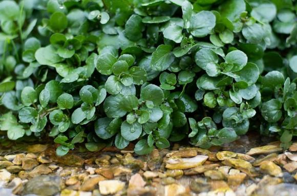 rau cải xoong, rau tốt nhất thế giới, sức khỏe