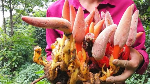 ngọc cẩu, đặc sản, thần dược