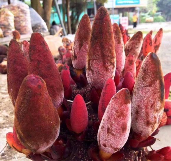 ngọc cẩu, đặc sản, thần dược