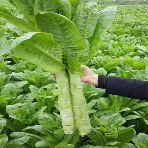 ngó xuân, nấu gì từ ngó xuân, món ngon