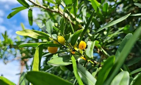 xáo tam thân, phong thuỷ, tác dụng của xáo tam thân, loại cây là vua giải độc gan