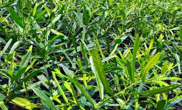 xáo tam thân, phong thuỷ, tác dụng của xáo tam thân, loại cây là vua giải độc gan