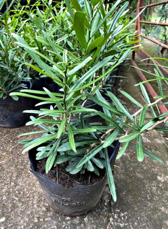 xáo tam thân, phong thuỷ, tác dụng của xáo tam thân, loại cây là vua giải độc gan