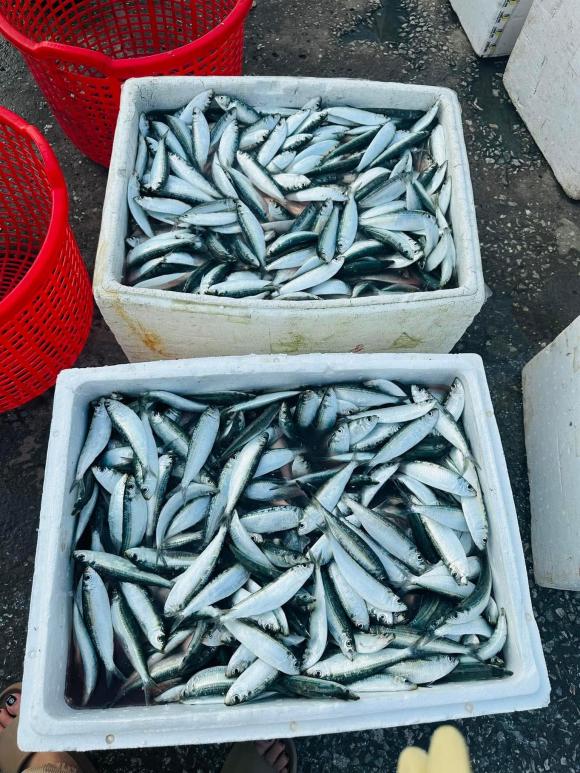 Loại cá được Mỹ đánh giá 