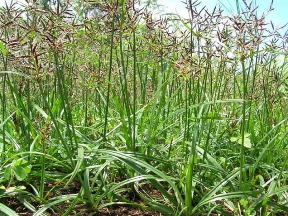 cỏ gấu, đặc sản, kẻ thù nhà nông, kiến thức