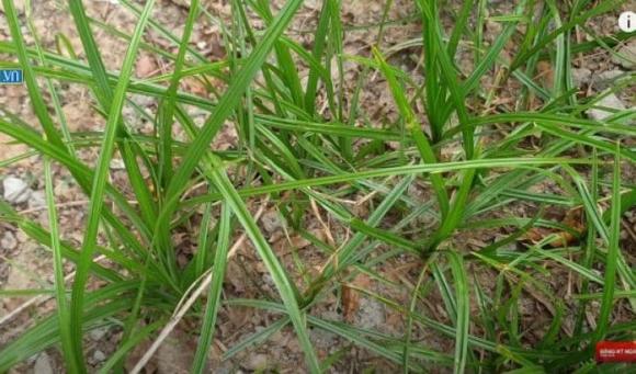 cỏ gấu, đặc sản, kẻ thù nhà nông, kiến thức