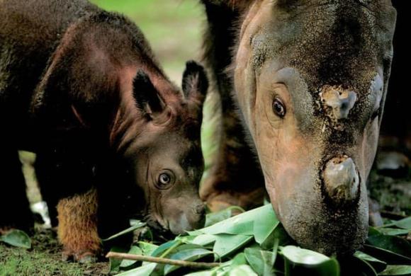 Loài vật quý hiếm bậc nhất hành tinh, Tê giác Sumatra