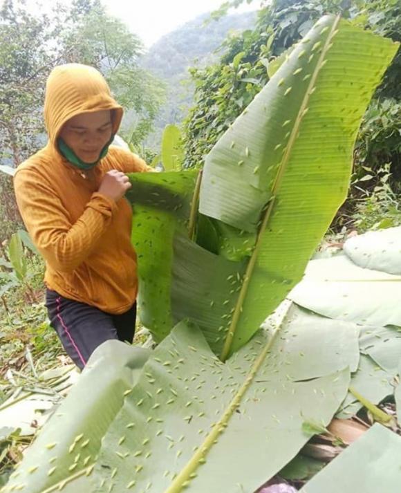 đặc sản, đặc sản Gia Lai, sâu muồng