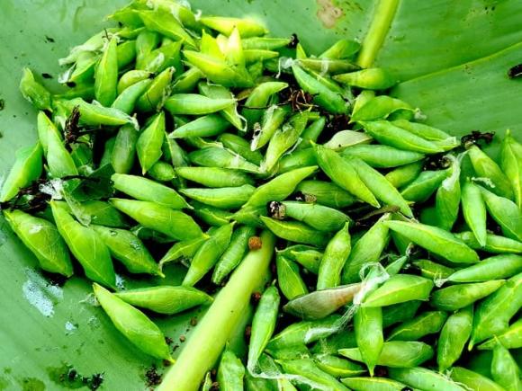 đặc sản, đặc sản Gia Lai, sâu muồng