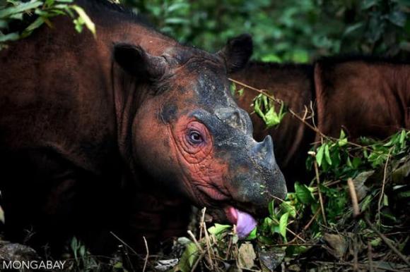Loài vật quý hiếm bậc nhất hành tinh, Tê giác Sumatra
