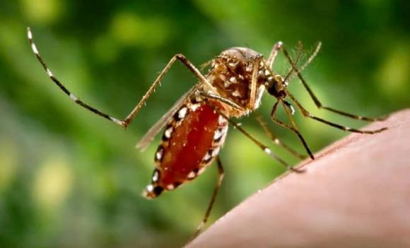 sốt xuất huyết, Chikungunya, Zika