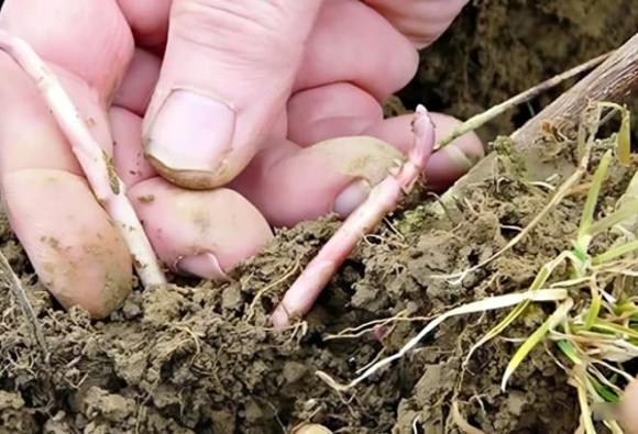 chồi hoa bia, Loại rau đắt bậc nhất thế giới, rau hoàng gia