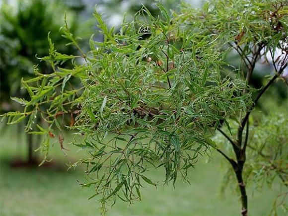 đinh lăng, vị trí trồng cây đinh lăng, phong thủy