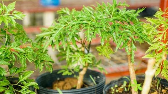 đinh lăng, vị trí trồng cây đinh lăng, phong thủy