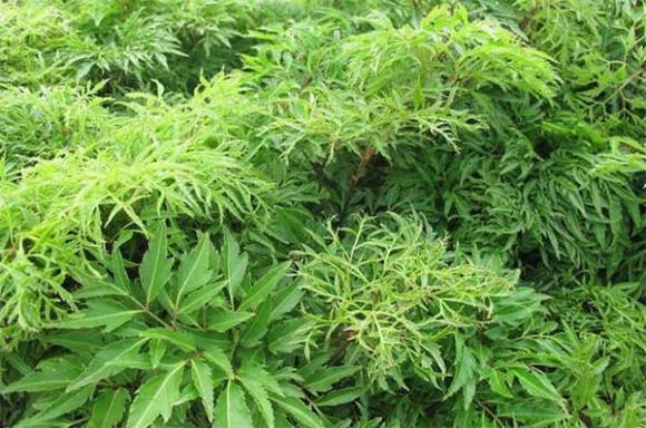 đinh lăng, vị trí trồng cây đinh lăng, phong thủy