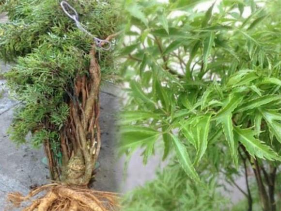 đinh lăng, vị trí trồng cây đinh lăng, phong thủy