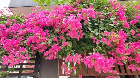 cách giúp hoa giấy ra hoa đúng tết, cách giúp hoa giấy nở nhiều hoa, nước tưới hoa giấy