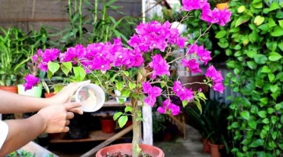 cách giúp hoa giấy ra hoa đúng tết, cách giúp hoa giấy nở nhiều hoa, nước tưới hoa giấy