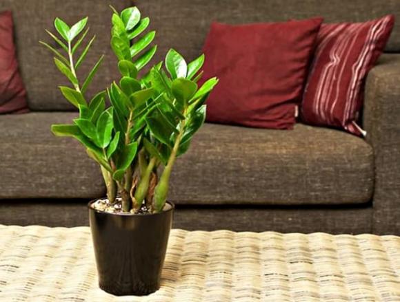 cây kim tiền, mệnh thổ, mệnh kim, Người mệnh này đại kỵ trồng cây kim tiền, mệnh thuỷ