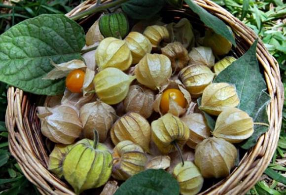 Quả tầm bóp, tác dụng quả tầm bóp