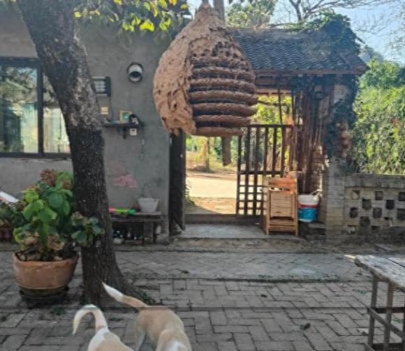 Phong thuỷ, dấu hiệu phong thuỷ, ong làm tổ, rắn vào nhà