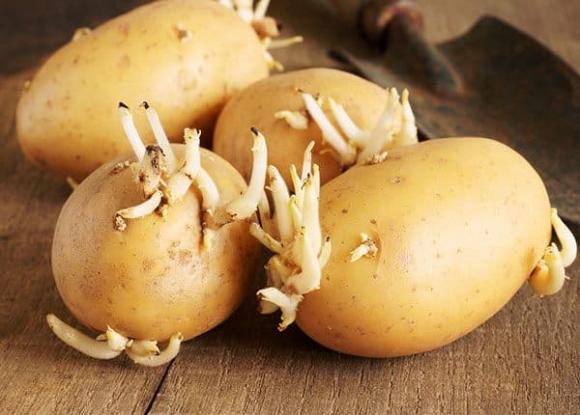 thực phẩm chứa chất độc tự nhiên, cà chua xanh, măng tươi, sức khỏe