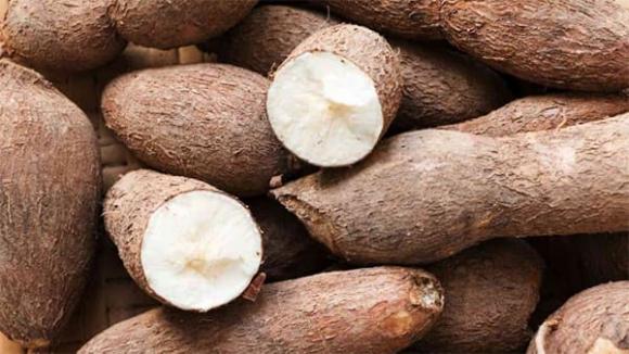 thực phẩm chứa chất độc tự nhiên, cà chua xanh, măng tươi, sức khỏe