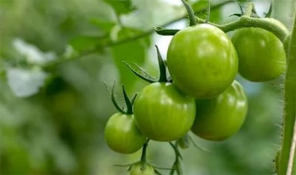 thực phẩm chứa chất độc tự nhiên, cà chua xanh, măng tươi, sức khỏe