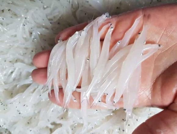  cá ngần, cá thủy tinh, Loài cá cả năm chỉ xuất hiện một lần, đặc sản