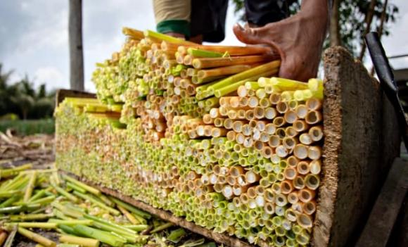 Cây năn bộp, đặc sản miền Tây