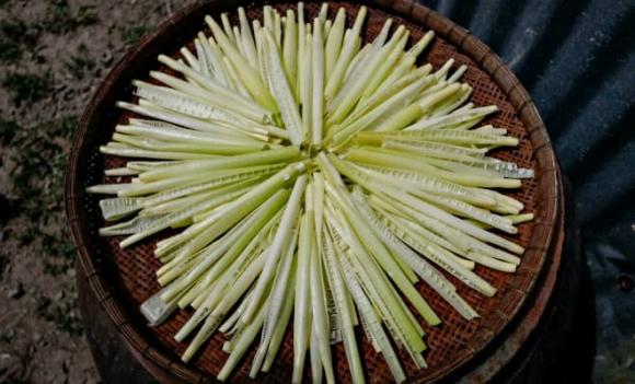 Cây năn bộp, đặc sản miền Tây